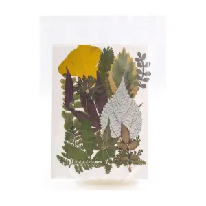 Assorted Pressed Dried Leaves (12 pieces)